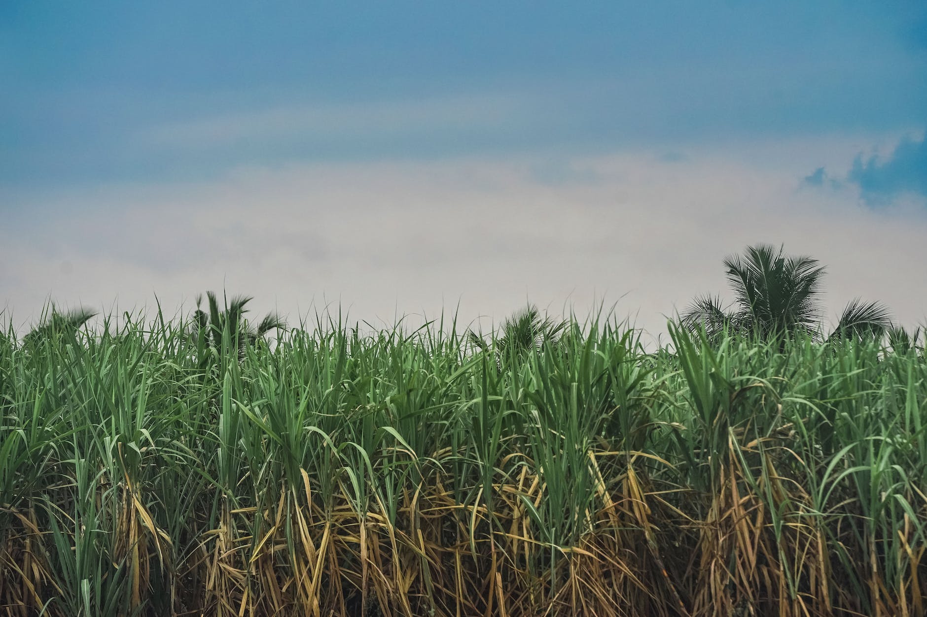 green and brown plantation under blue sky
